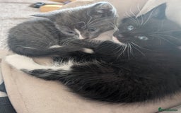 American Shorthair cats for sale: Boy kitten available - Image 4