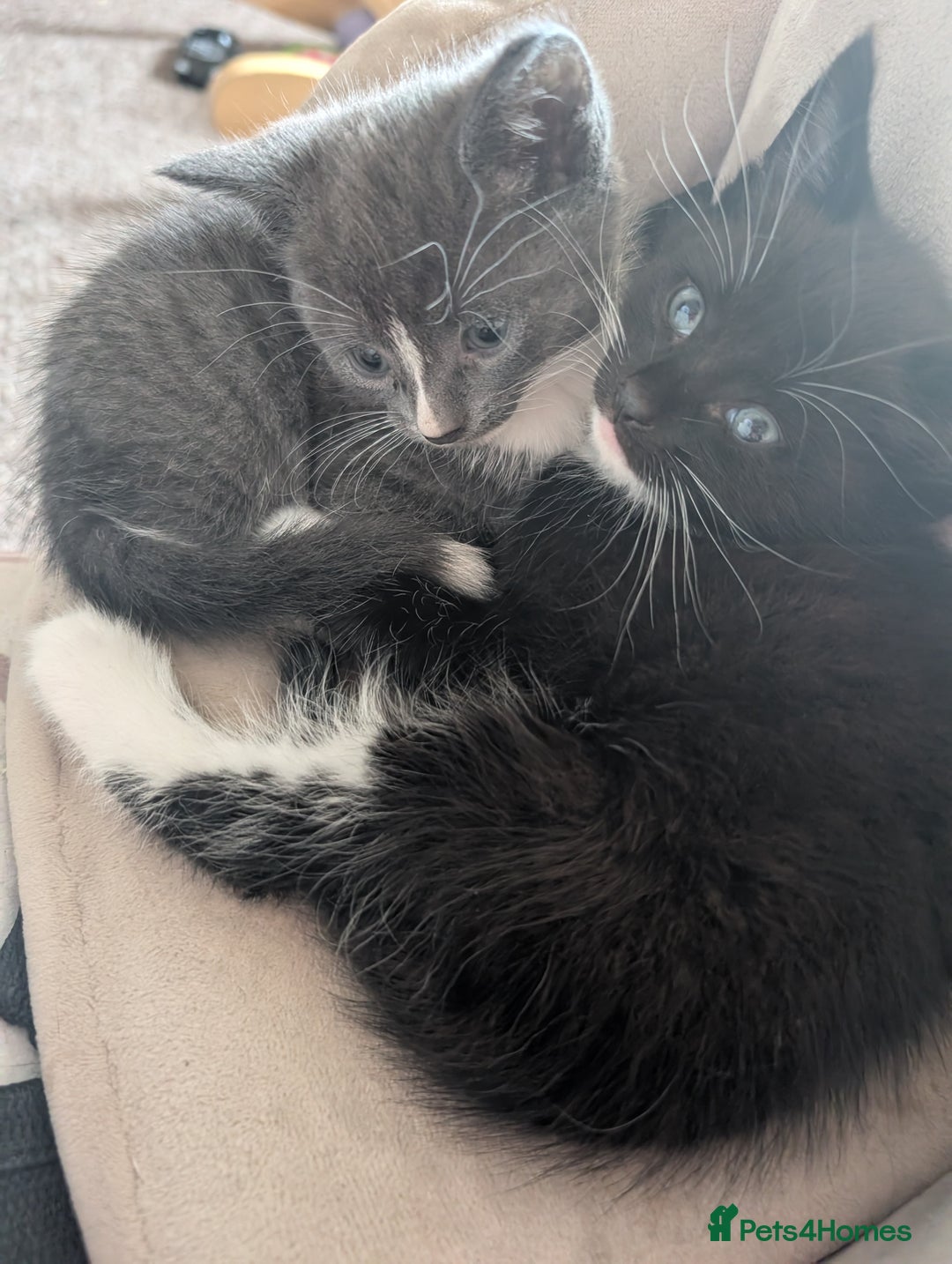 American Shorthair cats for sale: Boy kitten available - Image 4