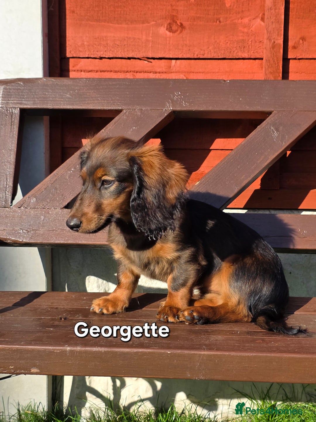 Dachshund dogs for sale: Red long-haired standard dachshund puppies - Image 21