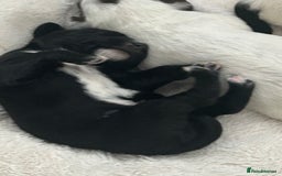 Mixed Breed dogs for sale: Rare Dalmadoodles - Image 15