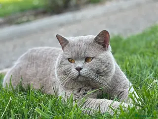 British Shorthair cats for stud: HEALTH TESTED. PROVEN. PEDIGREE - Advert 2