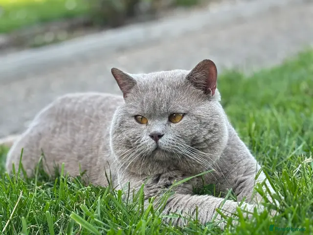 British Shorthair cats for stud: HEALTH TESTED. PROVEN. PEDIGREE - Advert 2