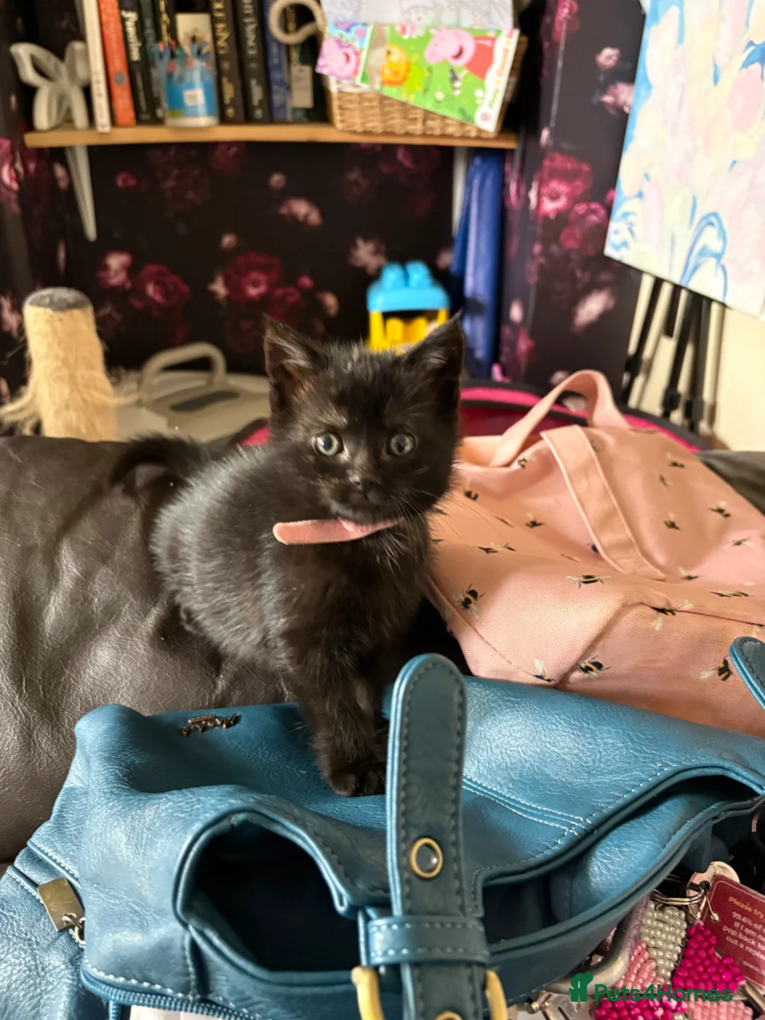 Mixed Breed cats for sale: Little black kitty’s - Advert 2