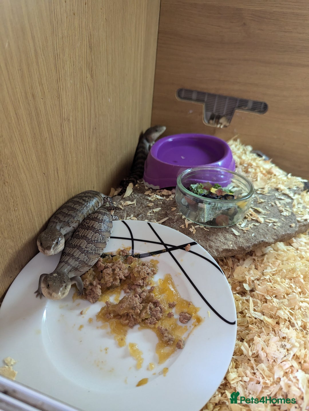 Skink reptiles for sale: Blue Tongue Skinks for sale - Image 4