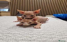 Sphynx cats for sale: Two beautiful little lions  - Advert 5