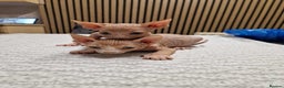 Sphynx cats for sale: Two beautiful little lions  - Advert 5