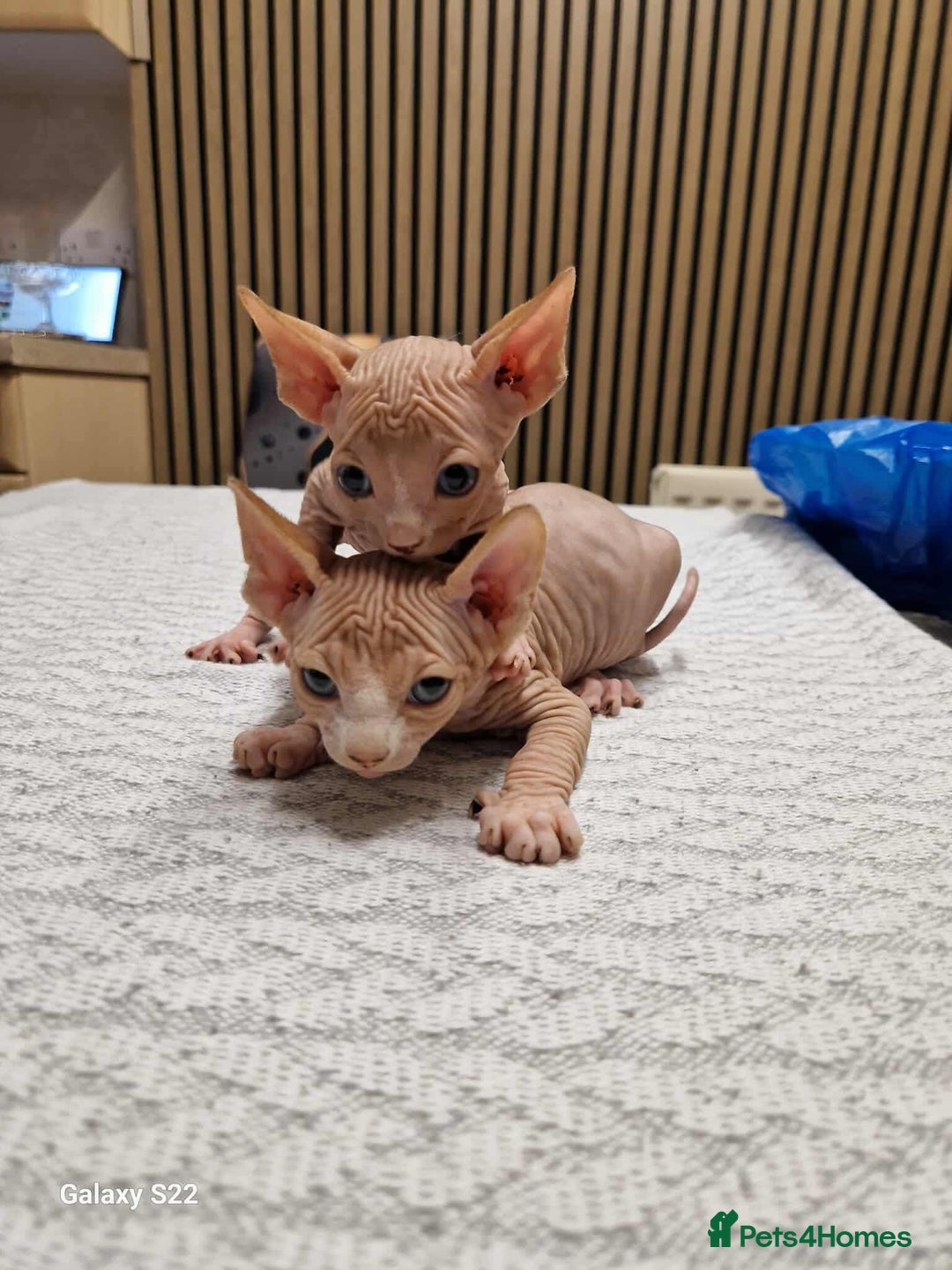 Sphynx cats for sale: Two beautiful little lions  - Advert 5