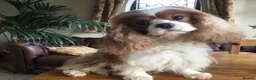 Cavalier King Charles Spaniel dogs for sale: Cavalier King Charles spaniel  - Advert 5