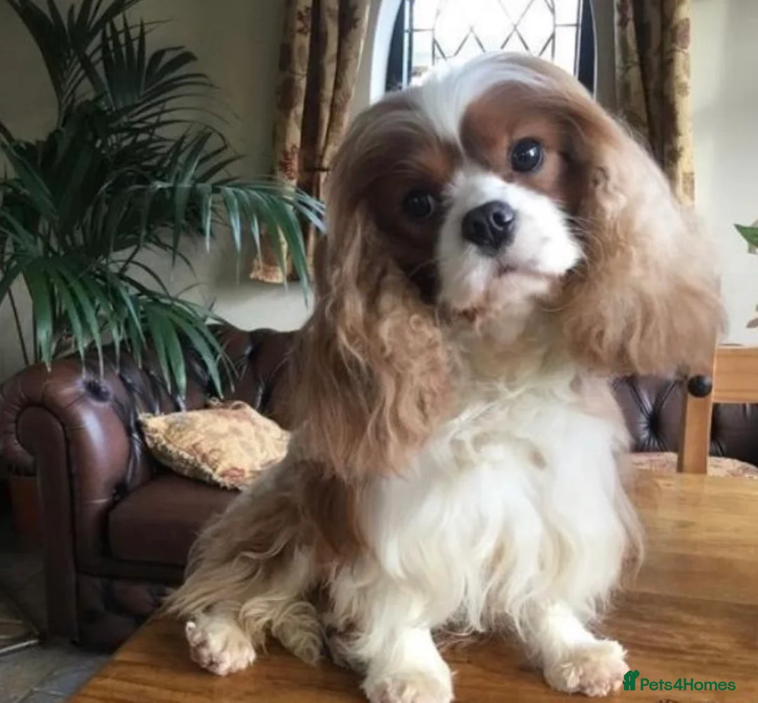 Cavalier King Charles Spaniel dogs for sale: Cavalier King Charles spaniel  - Advert 5