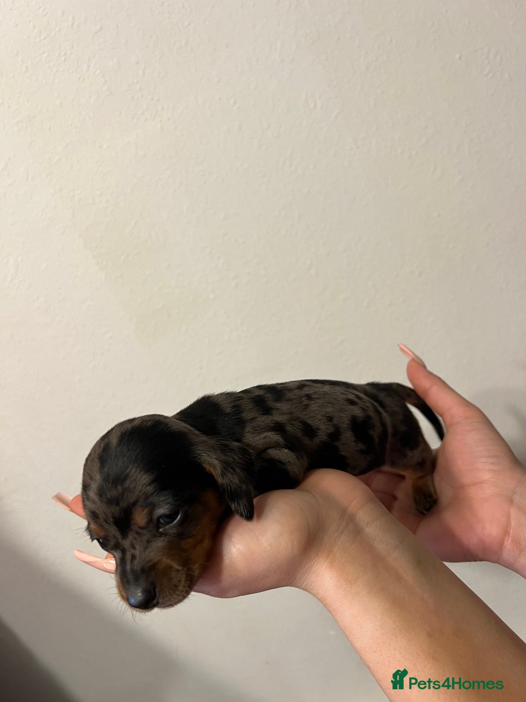 Miniature Dachshund dogs for sale: gorgeous dachshund puppy 🐶🐾 - Image 11