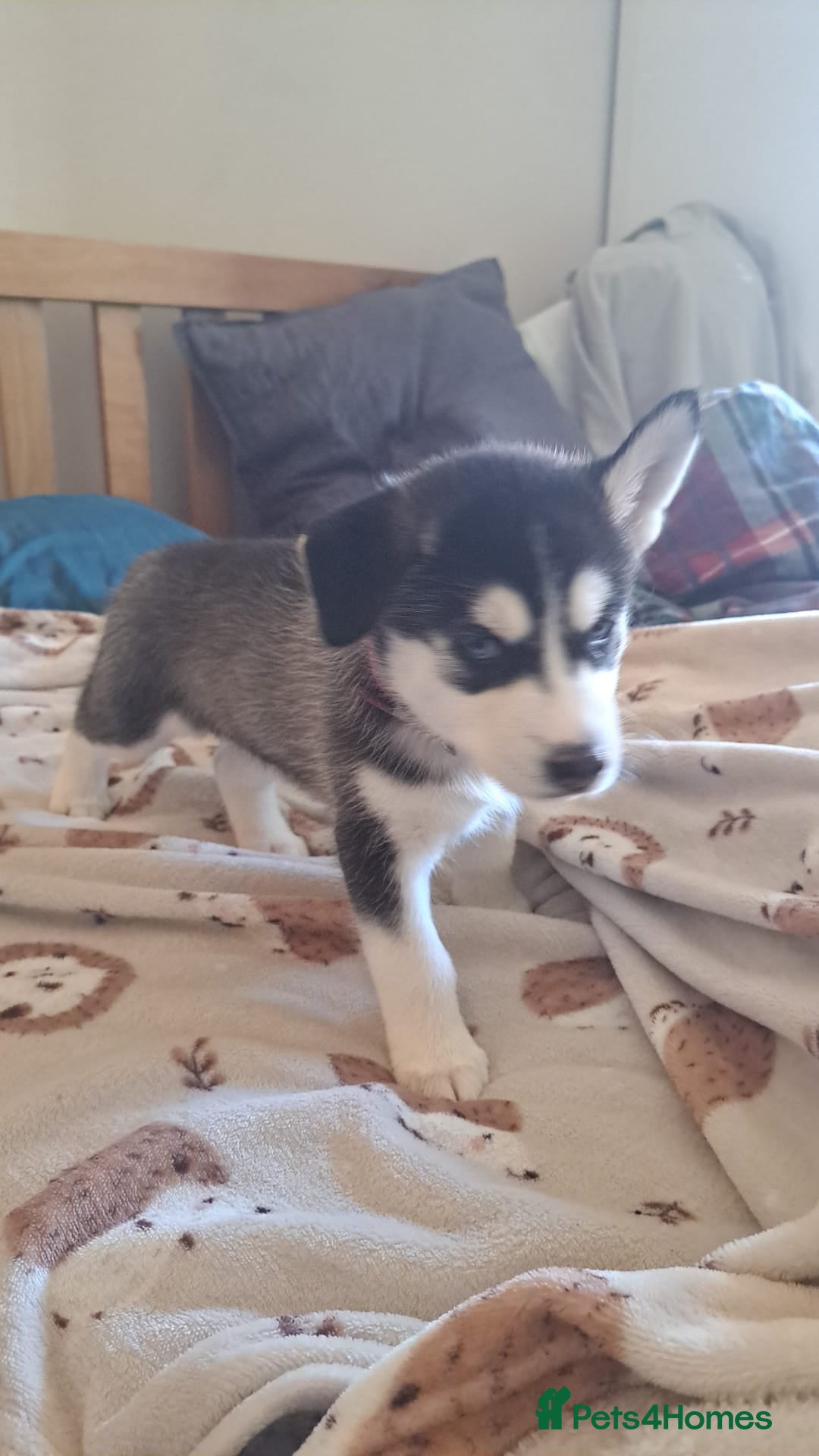 Siberian Husky dogs for sale: Huskie puppies - Image 1