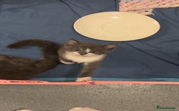Mixed Breed cats for sale: Four beautiful kittens and mother  - Image 4