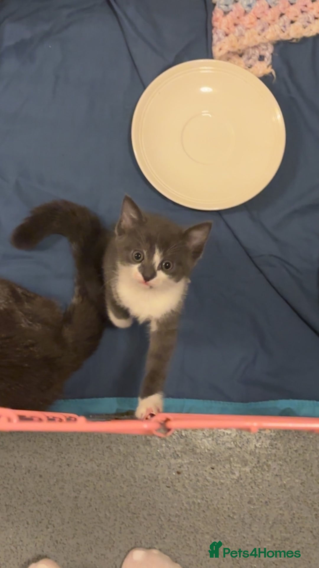 Mixed Breed cats for sale: Four beautiful kittens and mother  - Image 4
