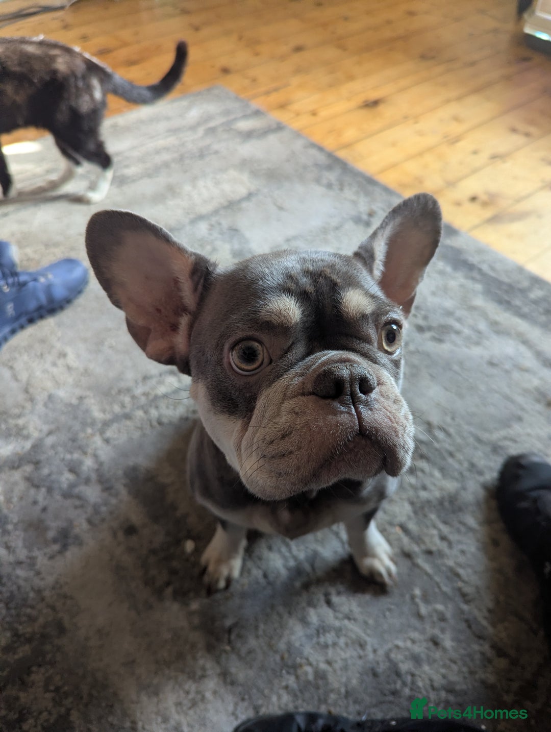French Bulldog dogs for sale:  🐶 Adorable French Bulldog Puppies December! 🐶 - Image 14