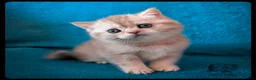 Scottish Fold cats for sale: TICA Registered Scottish kittens  in Peterborough - Advert 5