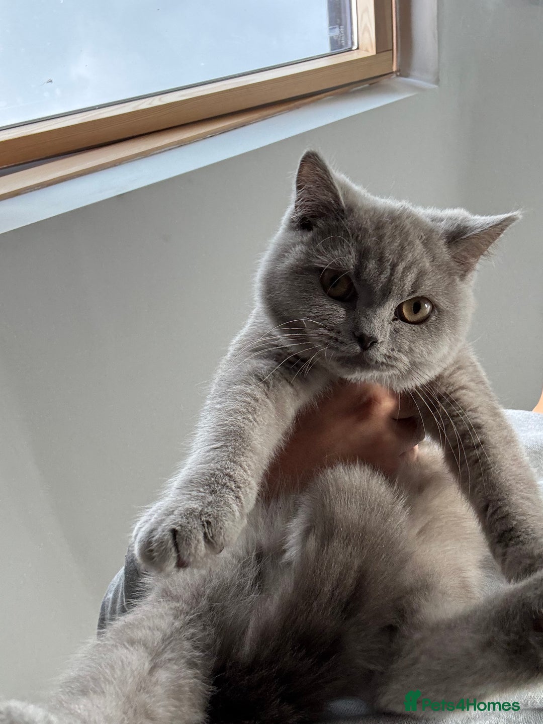 British Shorthair cats for sale: British shorthair  - Image 2