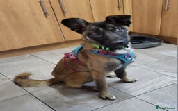 Mixed Breed dogs for adoption: HAZEL  Mixed Breed 8 months - Image 5