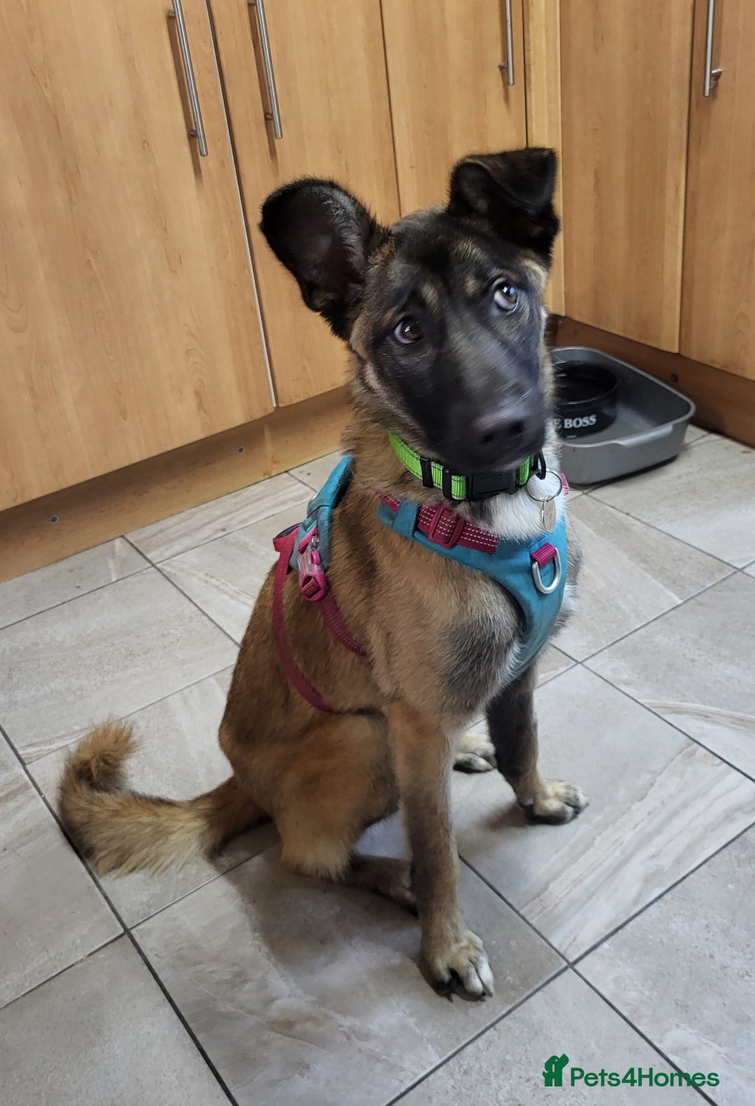 Mixed Breed dogs for adoption: HAZEL  Mixed Breed 8 months - Image 5