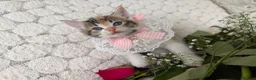 Mixed Breed cats for sale: 6 Adorable Kittens Ready for Their Forever Homes  - Advert 9