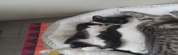 Mixed Breed cats for sale: Available Now! 2 Kittens tabby stripe tuxedo cats  - Advert 4