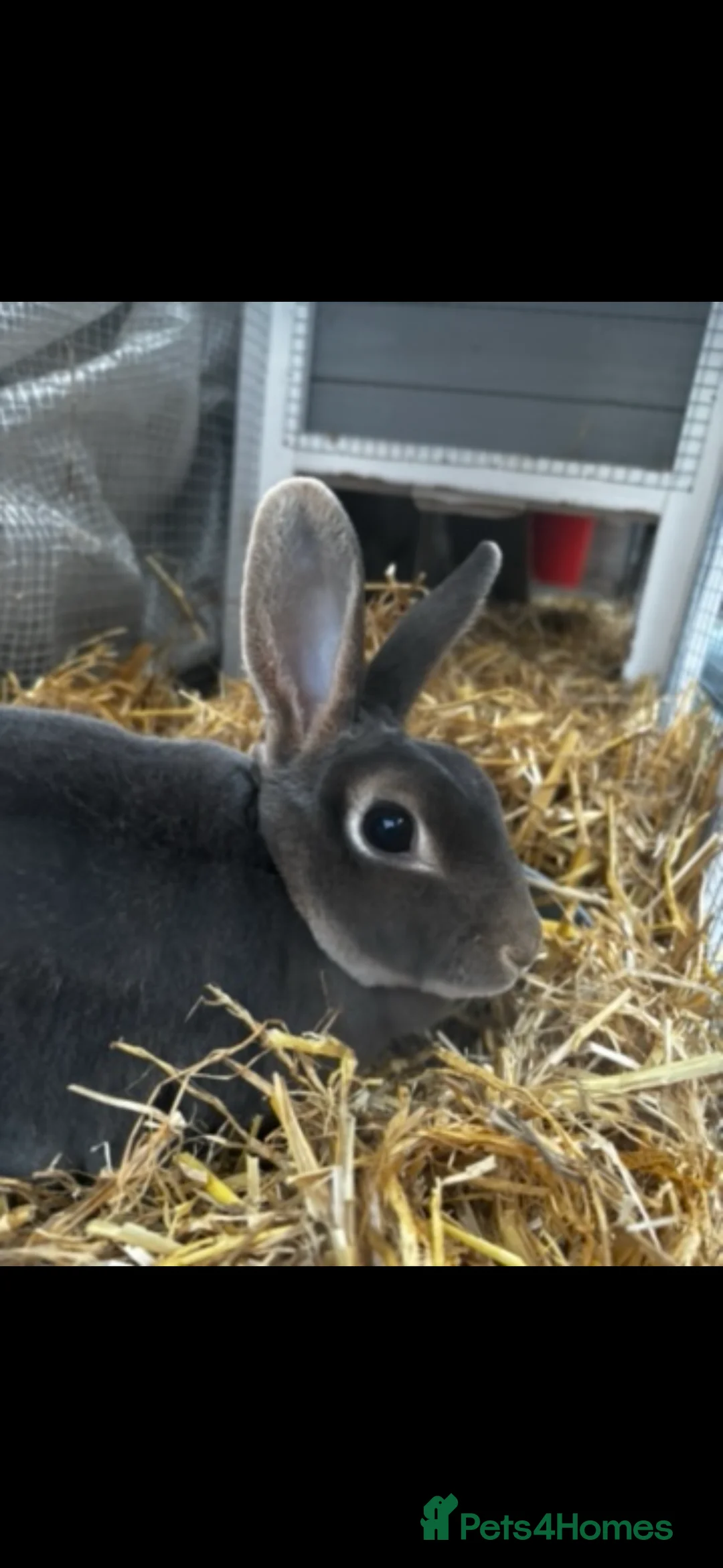Rex rabbits for sale: blue mini rex  - Advert 5