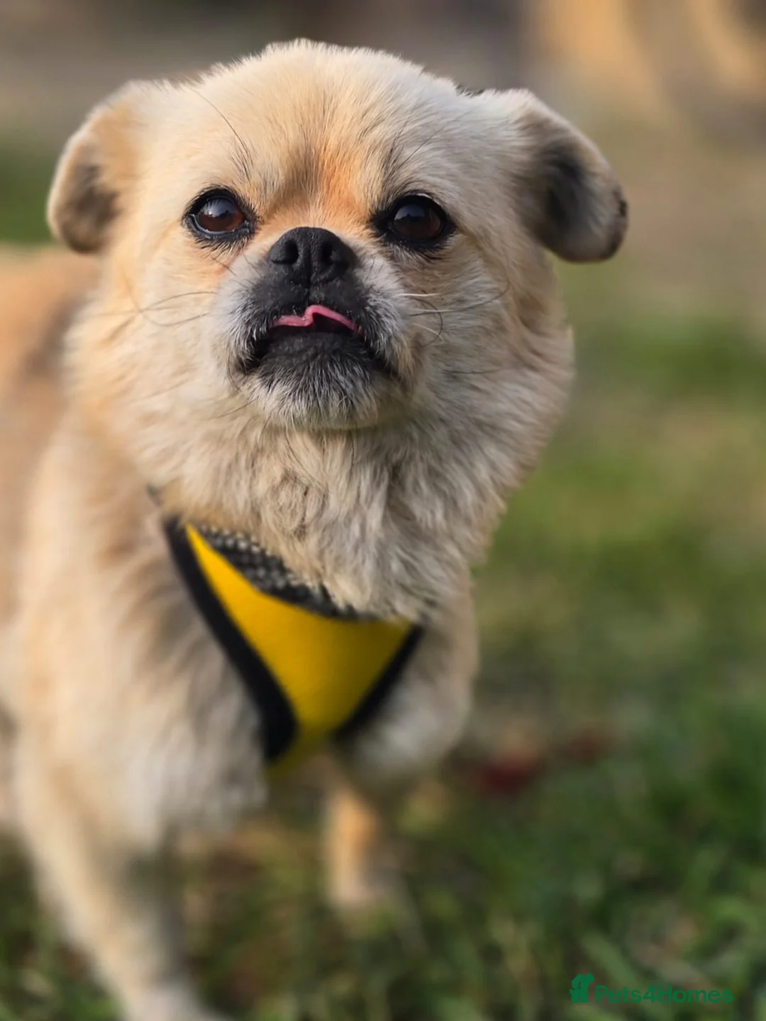 Mixed Breed dogs for adoption: 💙🐶 PUSHOK – A LITTLE CHARMER in Burton-on-Trent - Advert 1