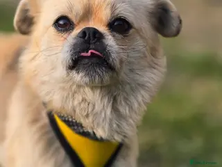 Mixed Breed dogs 💙🐶 PUSHOK – A LITTLE CHARMER - Advert 1