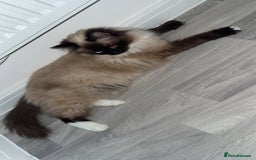 Ragdoll cats for sale: Ragdoll  - Image 5