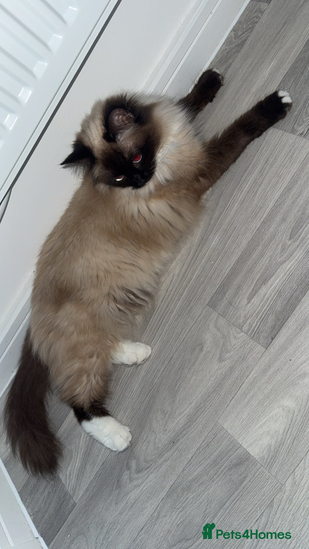 Ragdoll cats for sale: Ragdoll  - Image 5