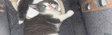 Domestic Shorthair 1