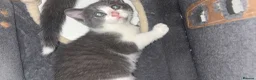 Domestic Shorthair cats for sale: Russian Blue x Domestic Shorthair Kittens - Advert 5