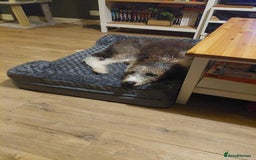 Bordoodle dogs for sale: Bordoodle Girl - Image 1