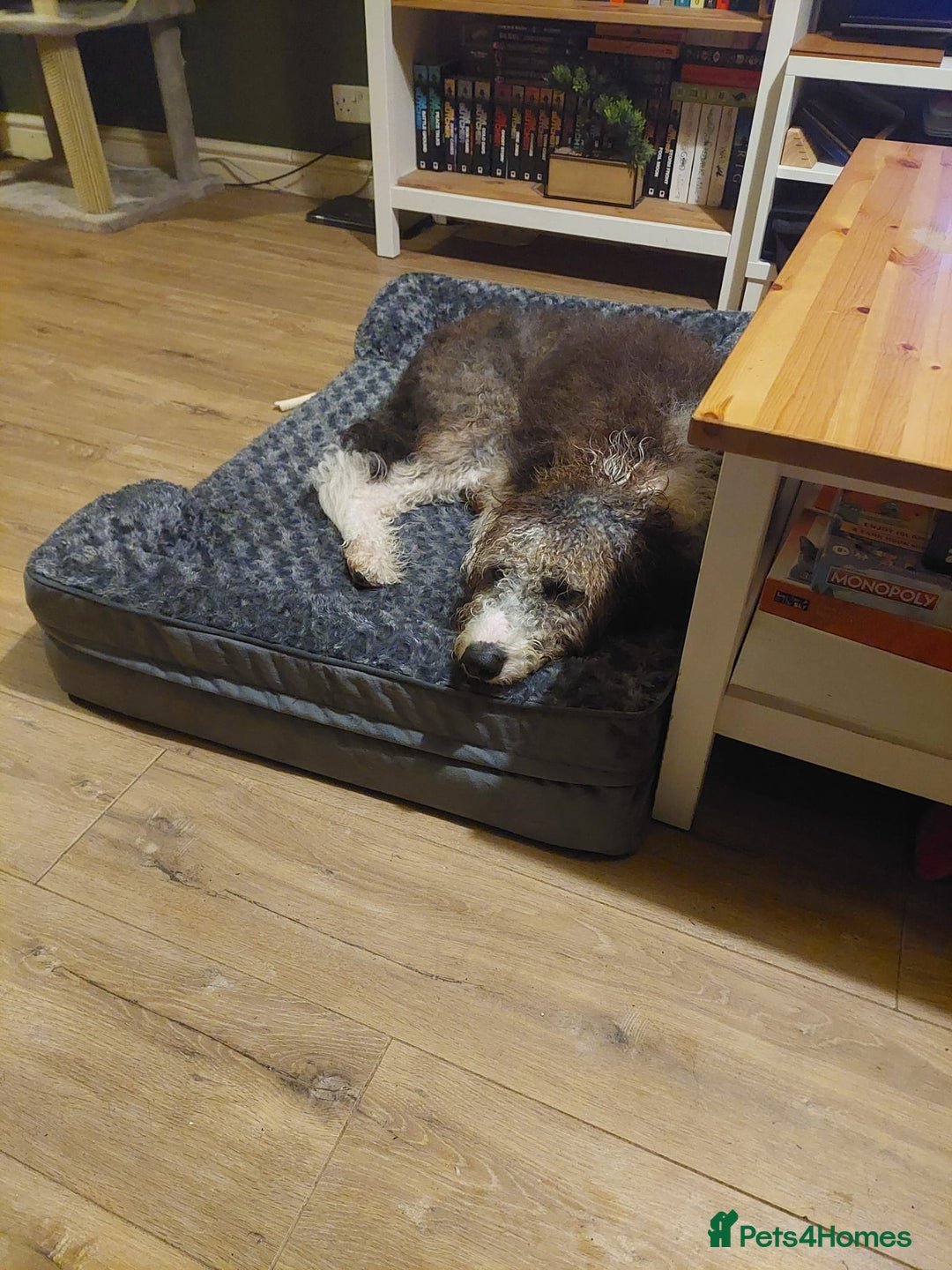 Bordoodle dogs for sale: Bordoodle Girl - Image 1