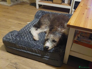 Bordoodle dogs - Advert 21