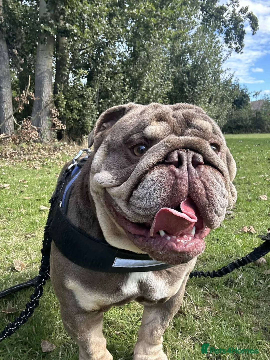 English Bulldog dogs for stud: Arthur the English bulldog  - Advert 14