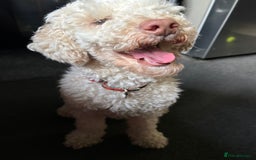 Toy Poodle dogs for sale: Bouncy Boy Toy Poodle - 2 Year Old - Image 2