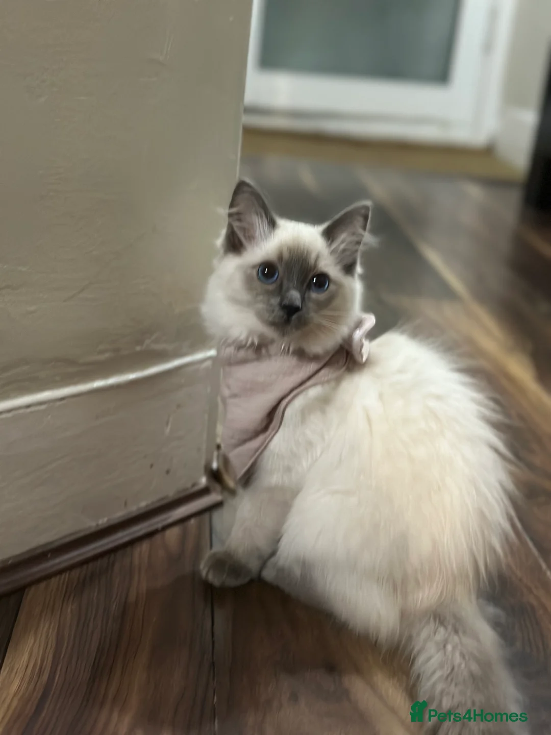 Ragdoll cats for sale: Purebred ragdoll kitten in London - Advert 4