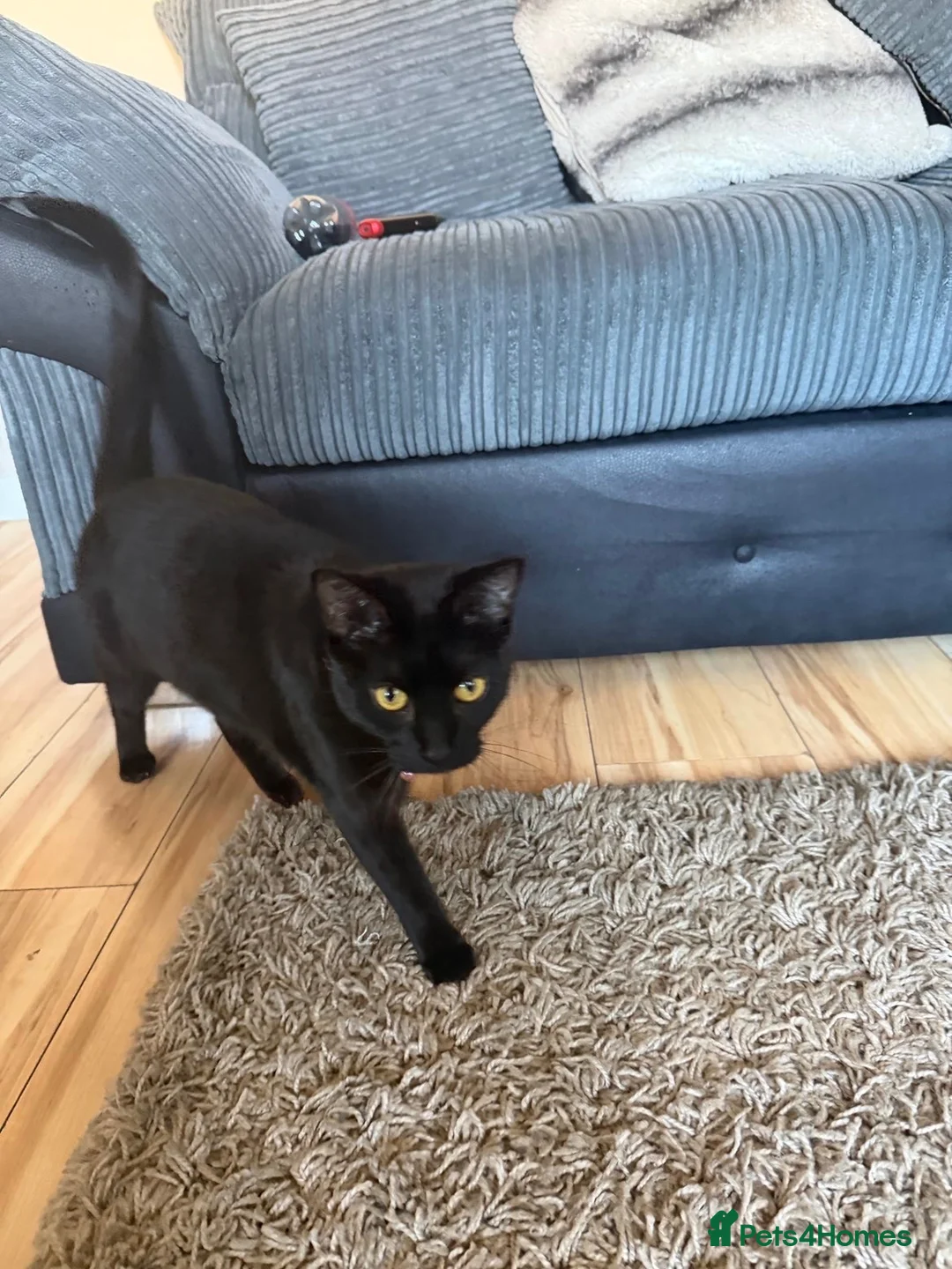 Mixed Breed cats for sale: 2 year old female cat called Lola  - Advert 2