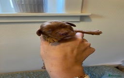 Cocker Spaniel dogs for sale: 🐶Cocker Spaniel Pups Looking for Forever Family🐶 - Image 33