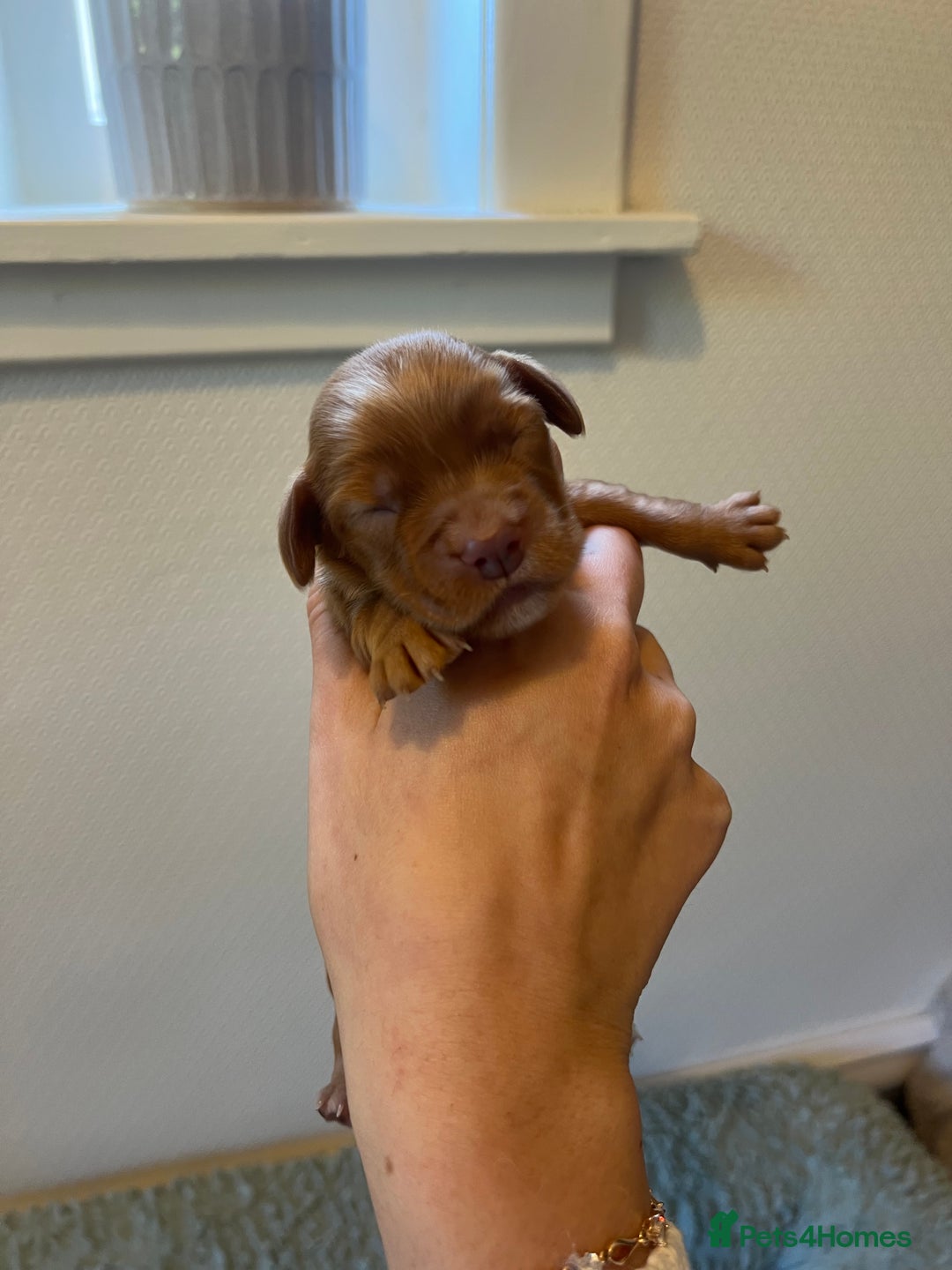 Cocker Spaniel dogs for sale: 🐶Cocker Spaniel Pups Looking for Forever Family🐶 - Image 33