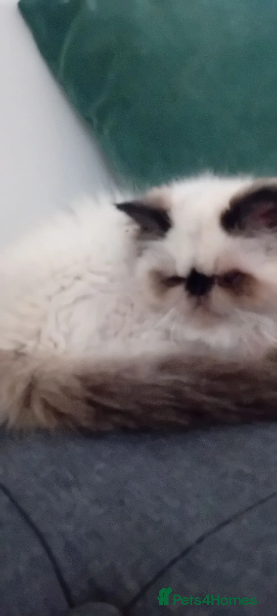 Persian cats for sale: Stunning colourpoint persian kitten - Advert 2