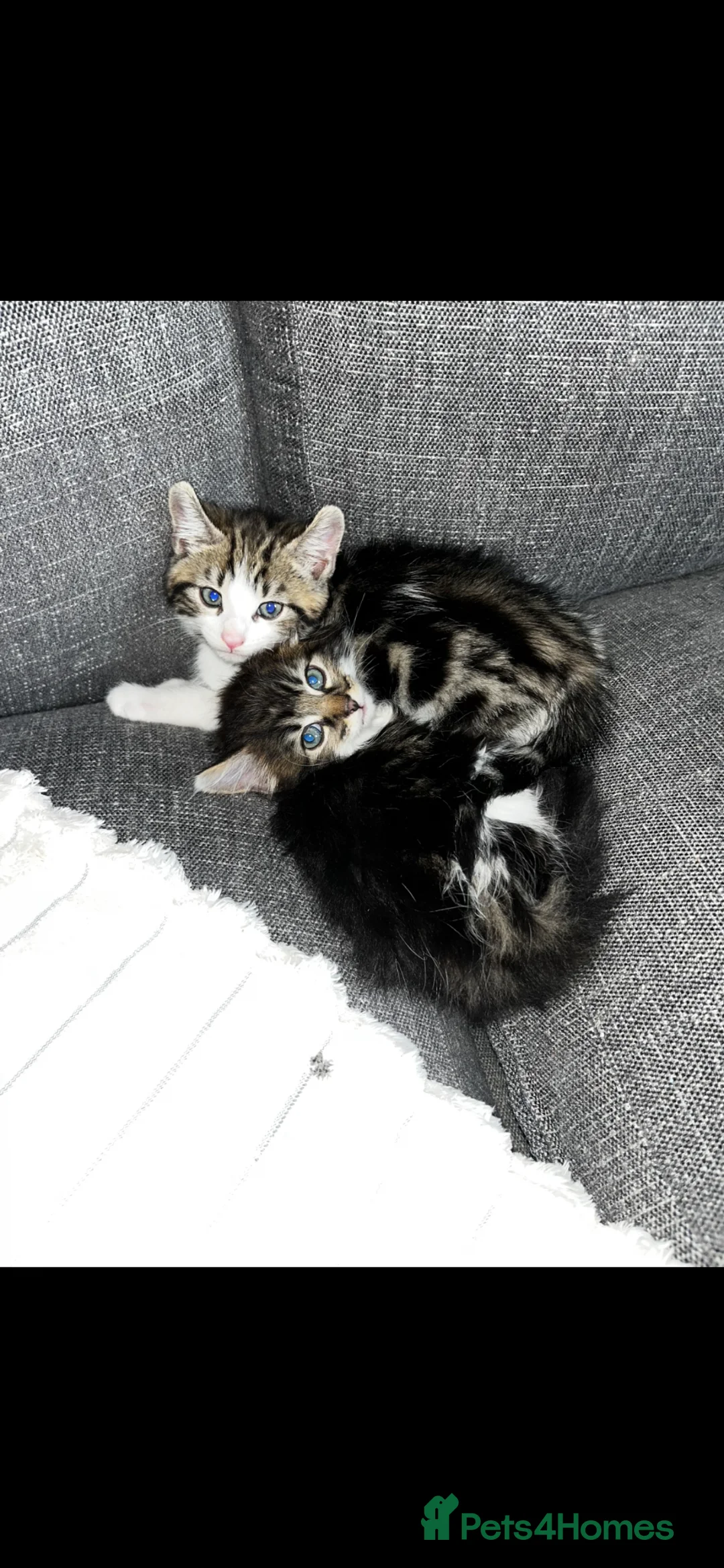 Mixed Breed cats for sale: Gorgeous male kitten ready to go  - Advert 1
