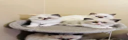 Ragdoll cats for sale: Ragdoll kittens  - Advert 22