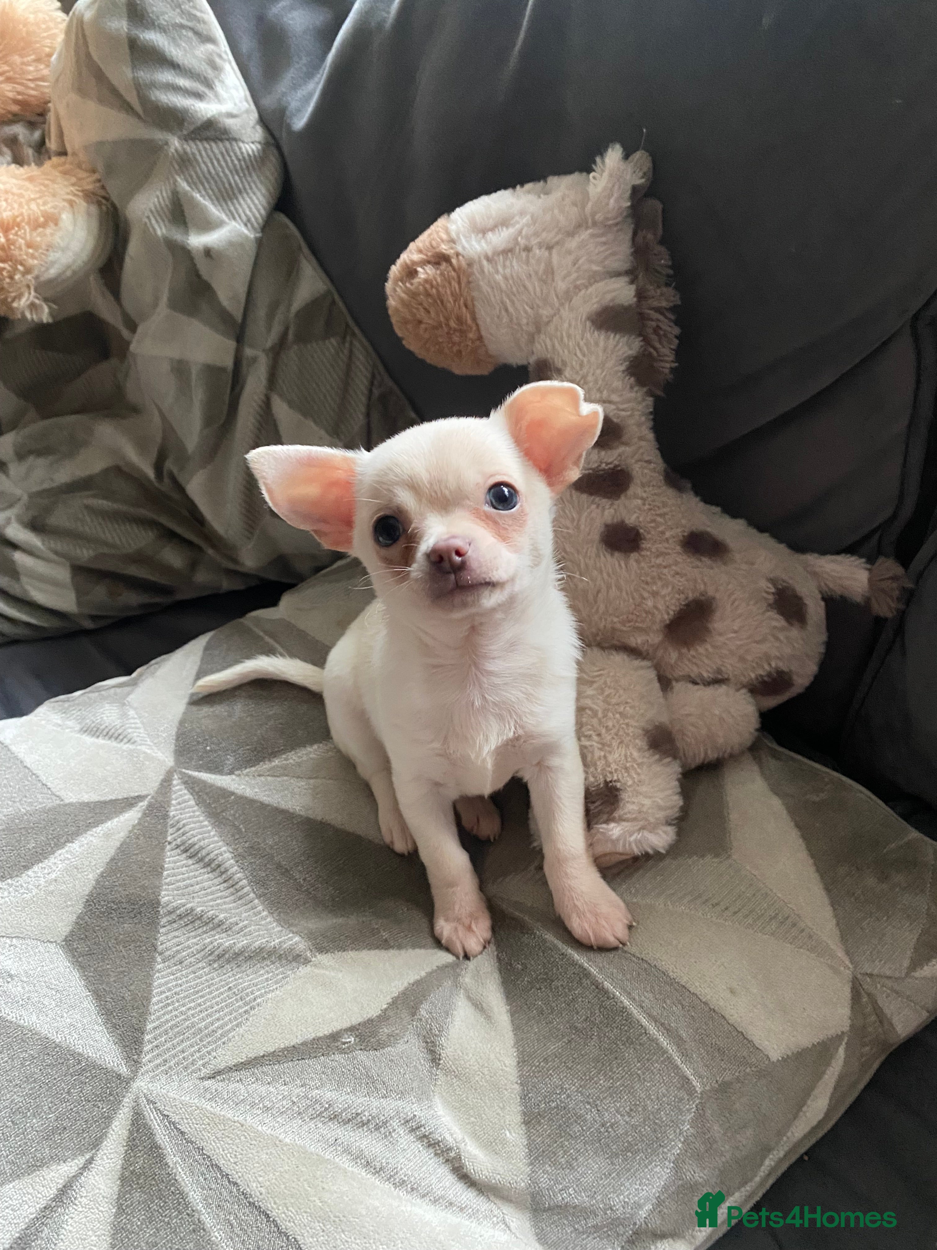 Chihuahua dogs Chihuahua puppies - Advert 10