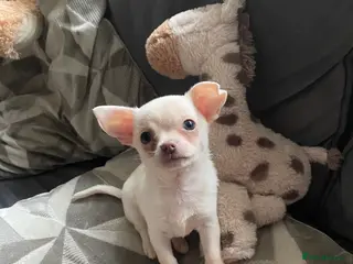 Chihuahua dogs Chihuahua puppies - Advert 10