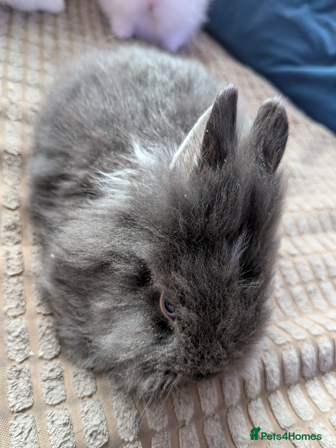Lionhead rabbits for sale: Lionhead x Netherland dwarf - Image 10