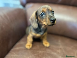 Miniature Dachshund dogs Happy healthy puppies - Advert 5