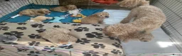 Mixed Breed dogs for sale: Beautiful Cavapoochon Puppies for sale - Advert 6