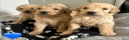 Goldendoodle dogs for sale: Stunning Goldendoodle Puppies - Advert 28