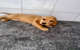 Cocker Spaniel dogs for sale: 6 stunning show type cocker spaniels  - Image 30